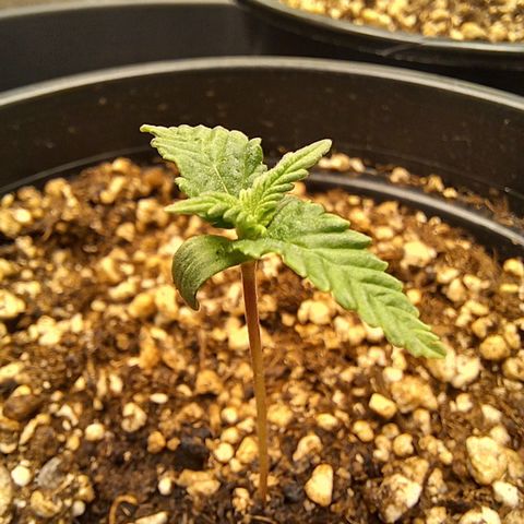 Critical Plus 2 - LST growlog timeline photo