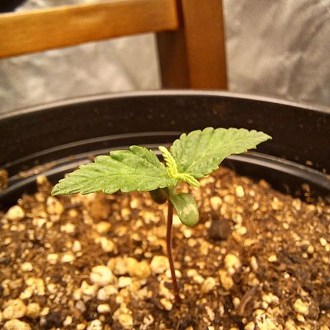 Shining Silver Haze - LST growlog timeline photo