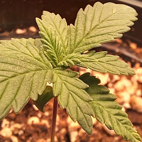Critical Plus 2 - LST growlog timeline photo