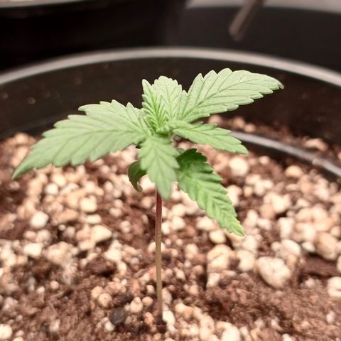 Critical Plus 2 - LST growlog timeline photo
