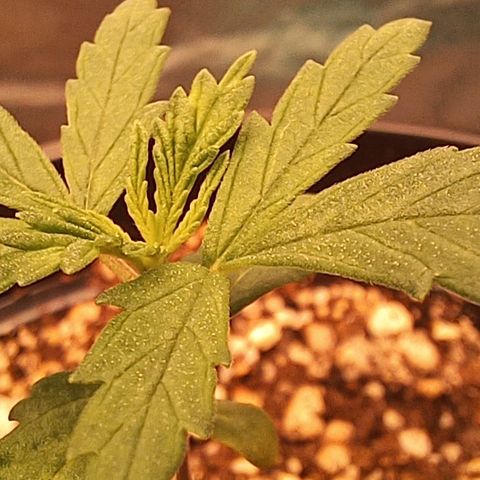Critical Plus 1 - LST growlog timeline photo