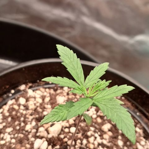 Critical Plus 1 - LST growlog timeline photo