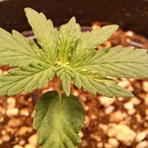 Shining Silver Haze - LST growlog timeline photo