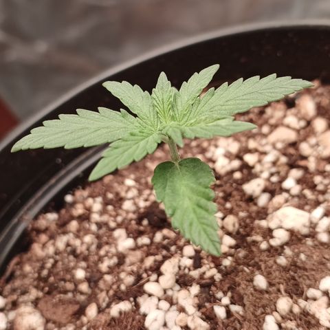 Shining Silver Haze - LST growlog timeline photo