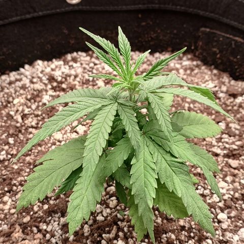 Critical Plus 2 - LST growlog timeline photo