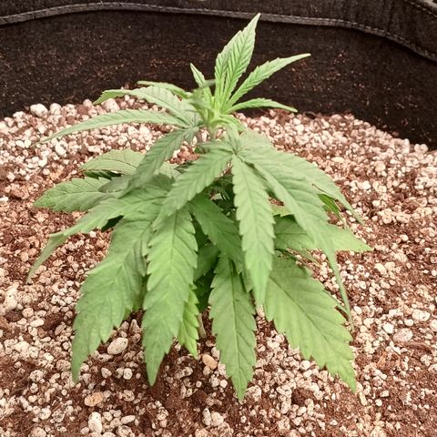 Critical Plus 2 - LST growlog timeline photo
