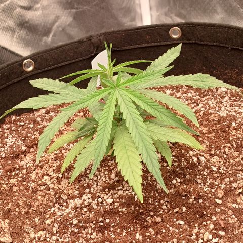 Critical Plus 1 - LST growlog timeline photo