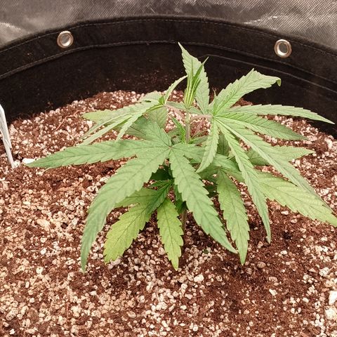 Critical Plus 1 - LST growlog timeline photo