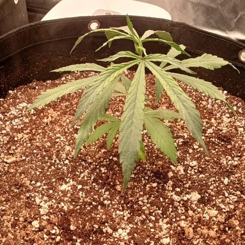 Shining Silver Haze - LST growlog timeline photo