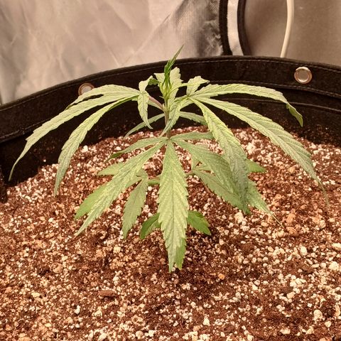 Shining Silver Haze - LST growlog timeline photo