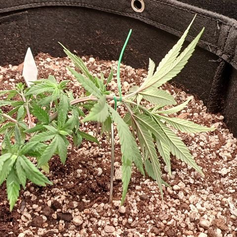 Critical Plus 2 - LST growlog timeline photo