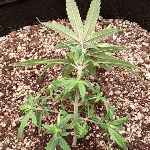 Critical Plus 2 - LST growlog timeline photo