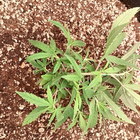 Critical Plus 1 - LST growlog timeline photo