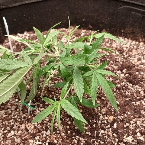 Critical Plus 1 - LST growlog timeline photo