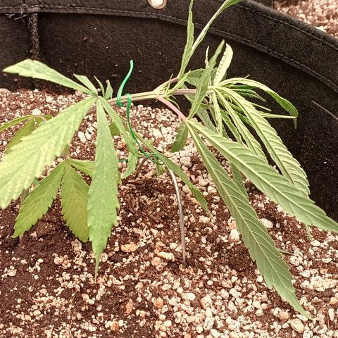 Shining Silver Haze - LST growlog timeline photo