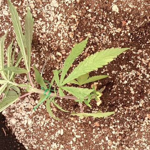 Shining Silver Haze - LST growlog timeline photo