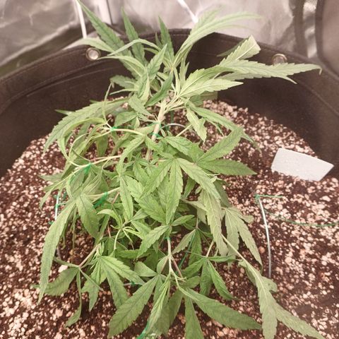 Critical Plus 1 - LST growlog timeline photo