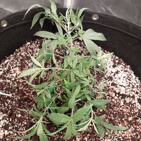 Critical Plus 2 - LST growlog timeline photo