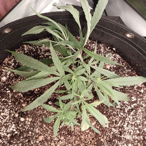 Shining Silver Haze - LST growlog timeline photo
