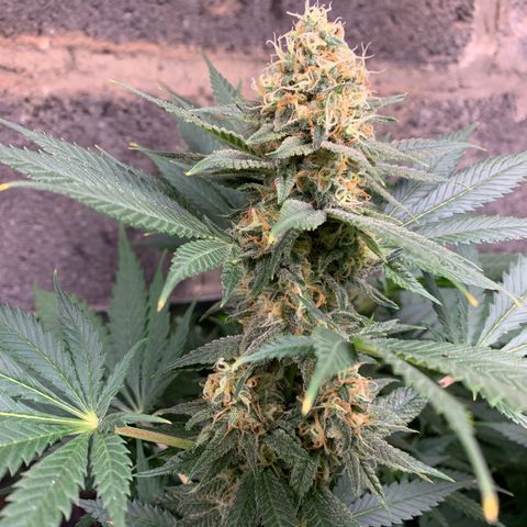Unknown strain growlog photo: Flower week 7