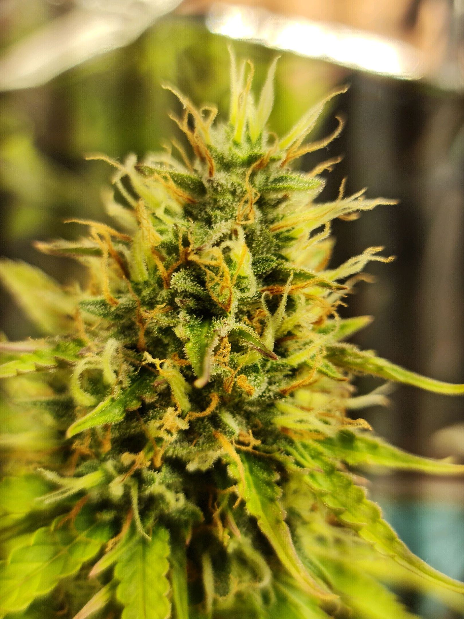 Gorilla Glue Auto growlog header