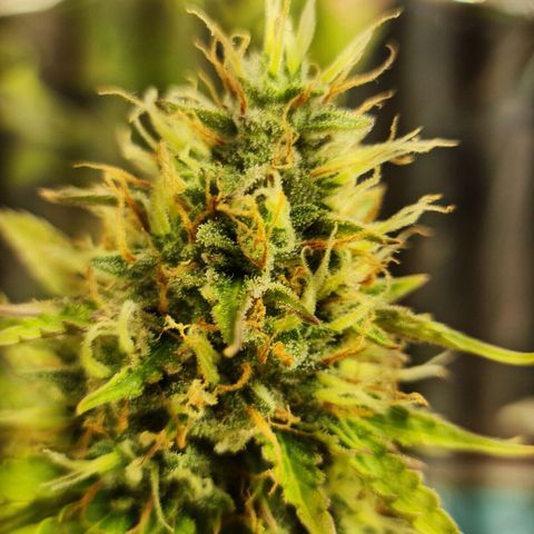 Gorilla Glue Auto growlog in Indoor