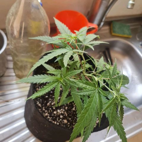 Raspberry Kush growlog photo: feita amarras e poda topping a 1 semana