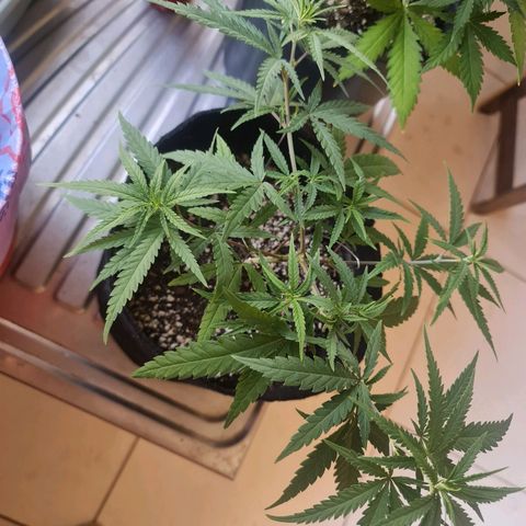 Raspberry Kush growlog timeline photo