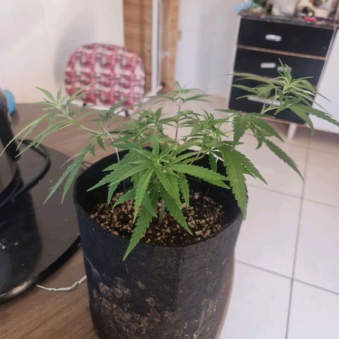 Raspberry Kush growlog timeline photo