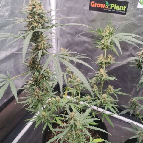 Raspberry Kush growlog timeline photo