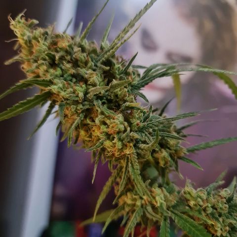Raspberry Kush growlog timeline photo