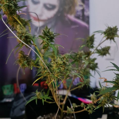 Raspberry Kush growlog timeline photo