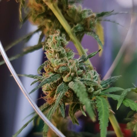 Raspberry Kush growlog timeline photo