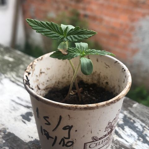 Big sister growlog photo: Hoje antes de transplantar 