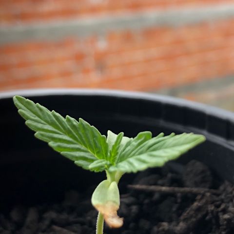 Big sister growlog timeline photo