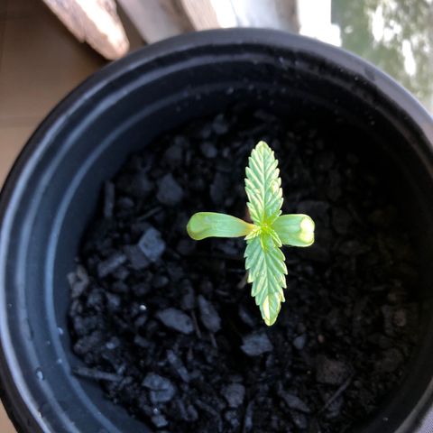 Baby sister growlog timeline photo
