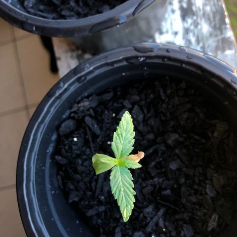 Big sister growlog timeline photo
