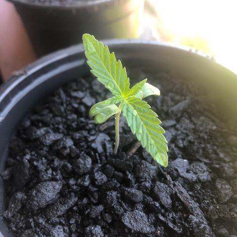 Baby sister growlog timeline photo