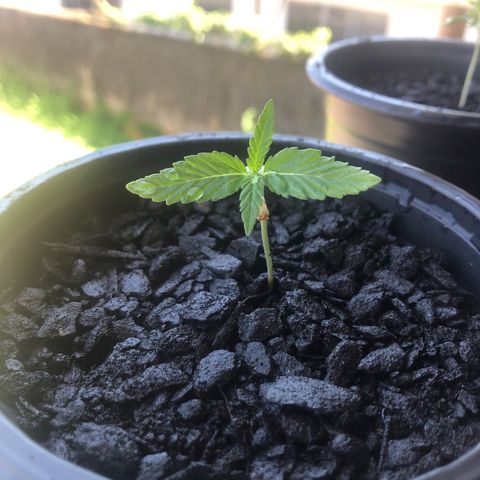 Big sister growlog timeline photo
