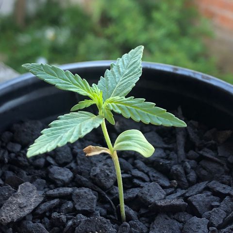 Big sister growlog photo: Acredito que elas estejam com fome. Essa semana vou providenciar humus