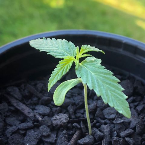 Baby sister growlog photo: Acordou com as folhas pra baixo, não sei se eh normal. Na semana darei humus