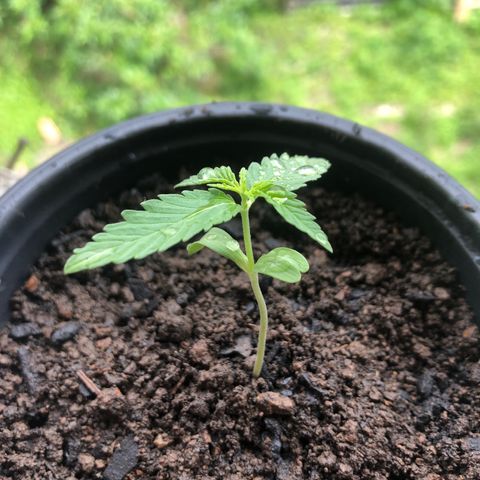 Baby sister growlog timeline photo