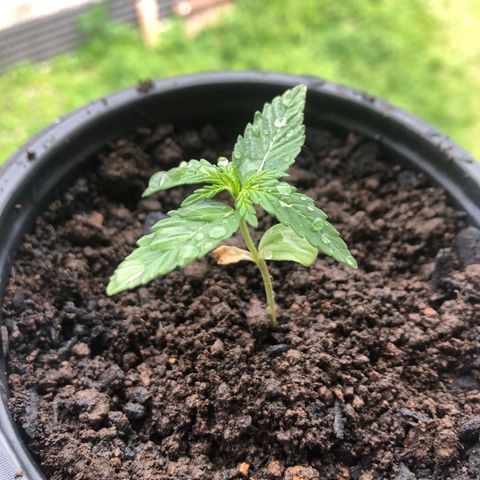 Big sister growlog photo: Terrinha com humus