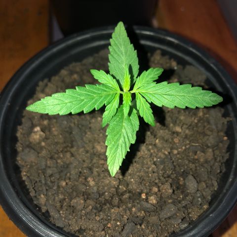 Big sister growlog timeline photo