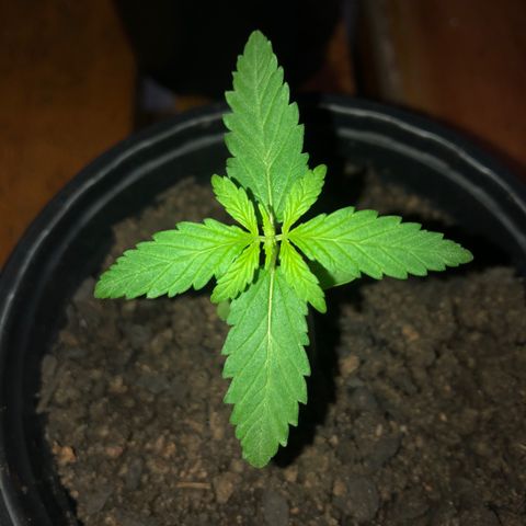 Baby sister growlog timeline photo