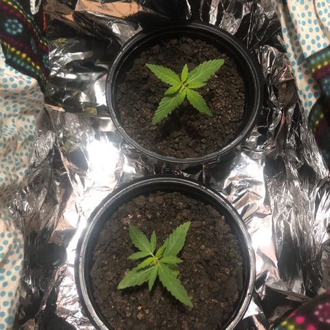 Big sister growlog photo: Caindo a temperatura aqui, preferi colocá-las num improviso pra tentar manter calor :(