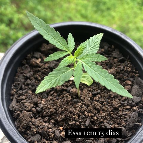 Big sister growlog photo: Bebê penando com o clima chuvoso 