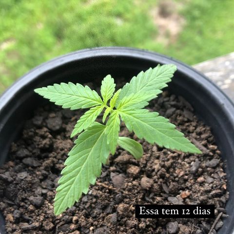 Baby sister growlog photo: *13 dias 