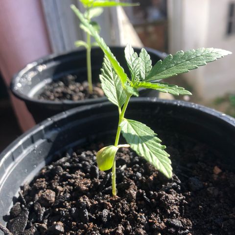 Big sister growlog photo: Felizes com ☀️