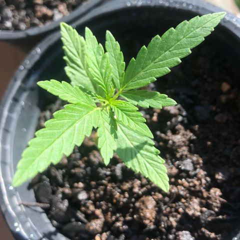 Big sister growlog photo: Felizes com ☀️